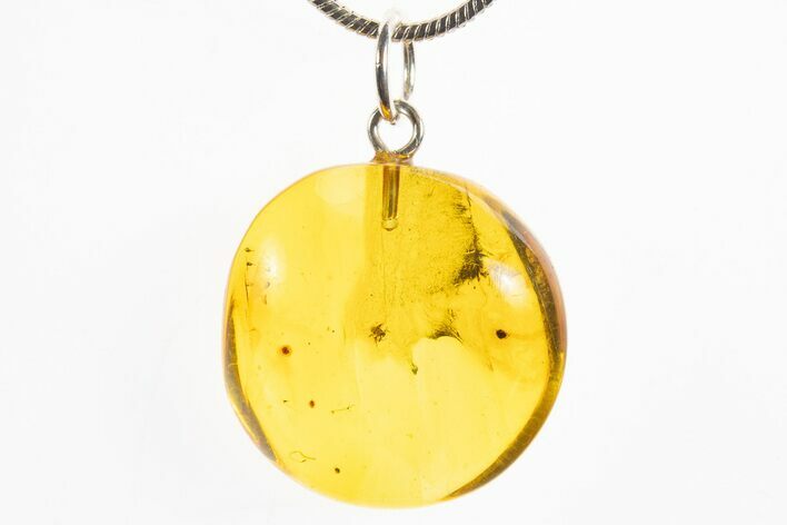 Polished Baltic Amber Pendant (Necklace) - Cockroach Nymph! #328511